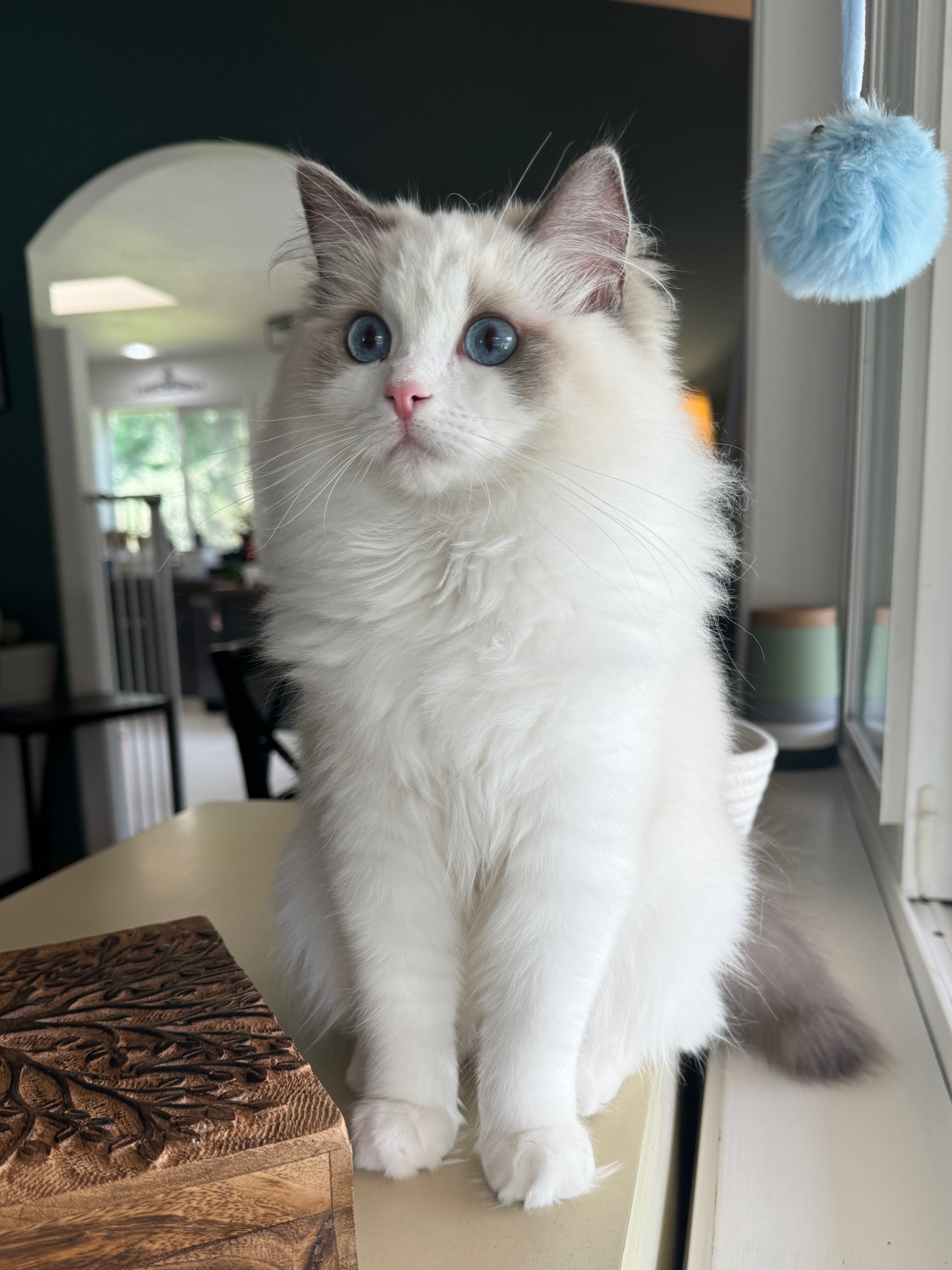 Where to Buy Ragdoll Cats for Sale in MA? Check This Guide.