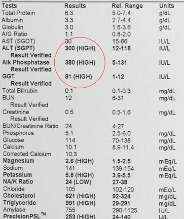 Normal Liver Levels in Dogs: Whats Healthy & Whats Not?