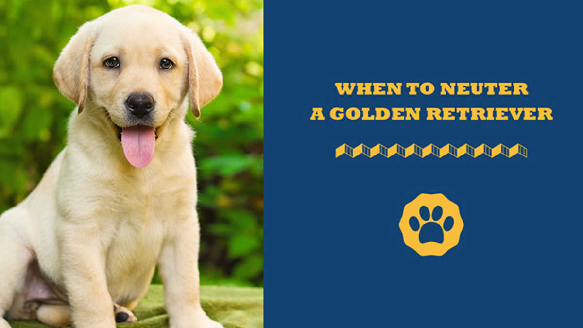 Golden Retriever Neuter Timing: A Simple Guide for Owners