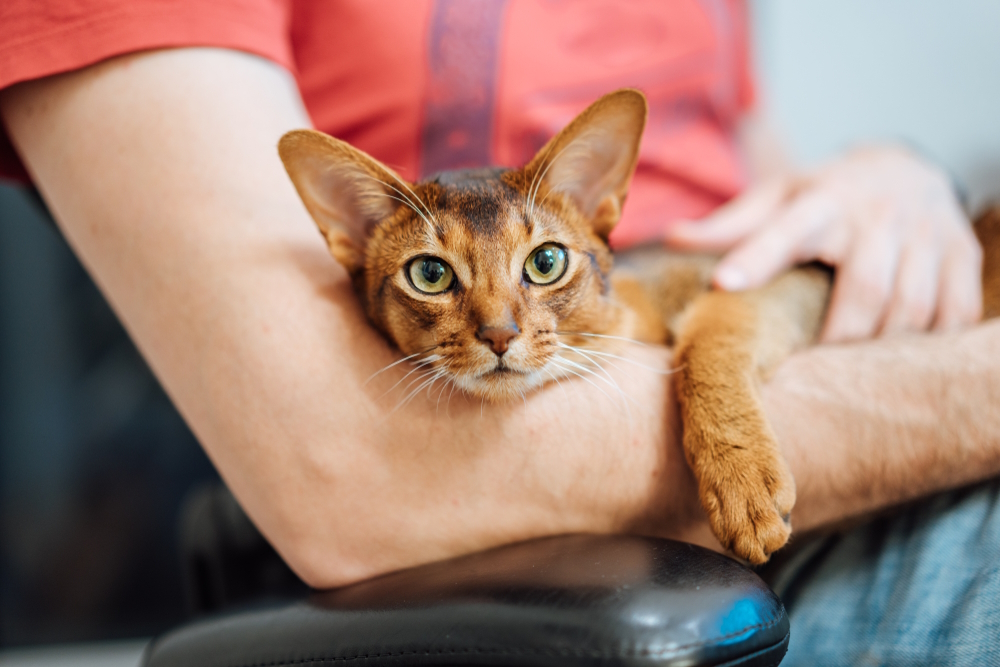 How to Get Therapy Pet Certification for Cats: A Simple Guide for Owners.