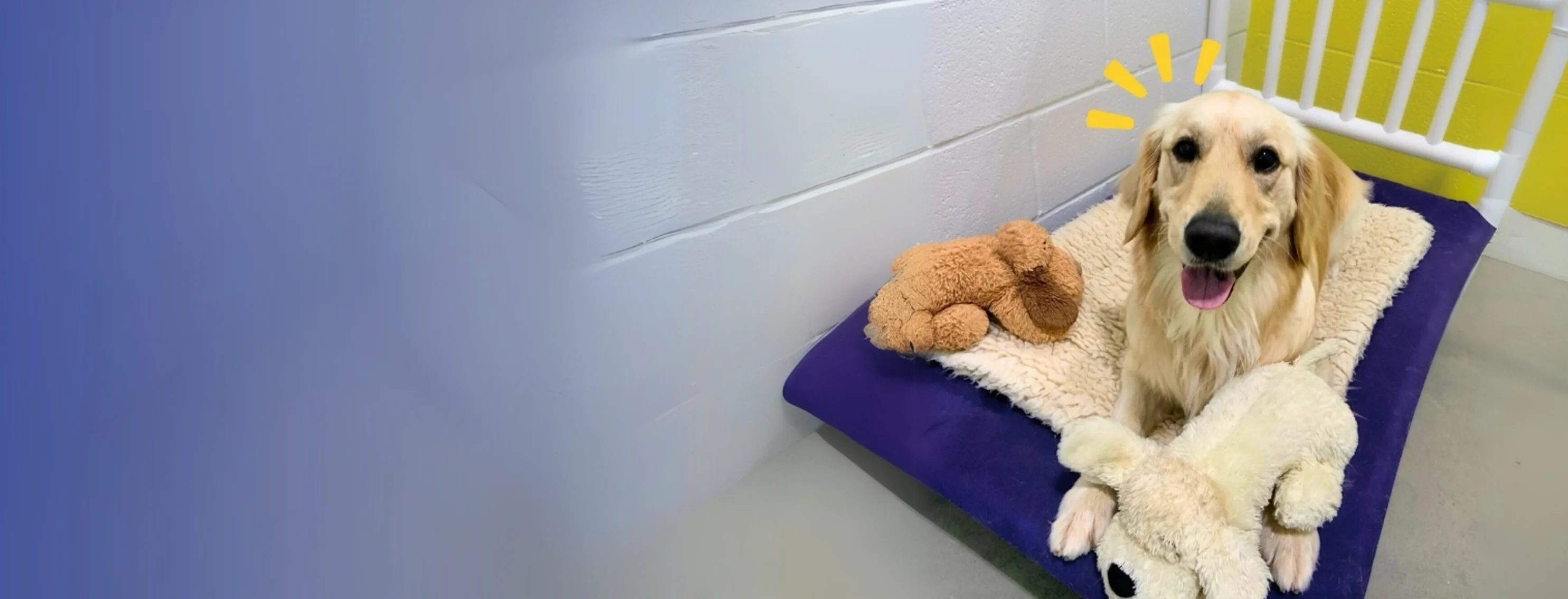 Newport News Pet Boarding: Doggie Daycare & Overnight Stays! (Everything Your Pet Needs is here)