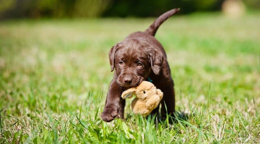 Labrador Retriever Precio: Is This Breed Worth the Cost? Lets Explore.