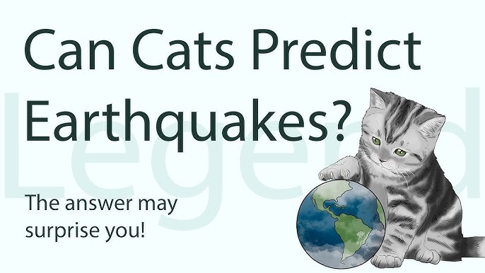 The Truth of Do Cats Sense Earthquakes? The Behavior!