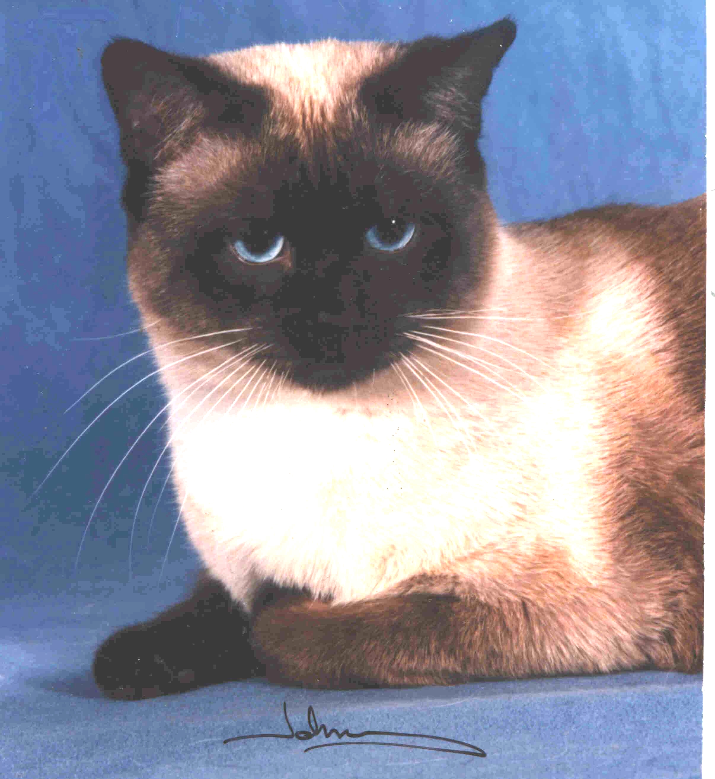 Looking for a Siam Cattery? Heres How to Choose a Reputable Breeder!