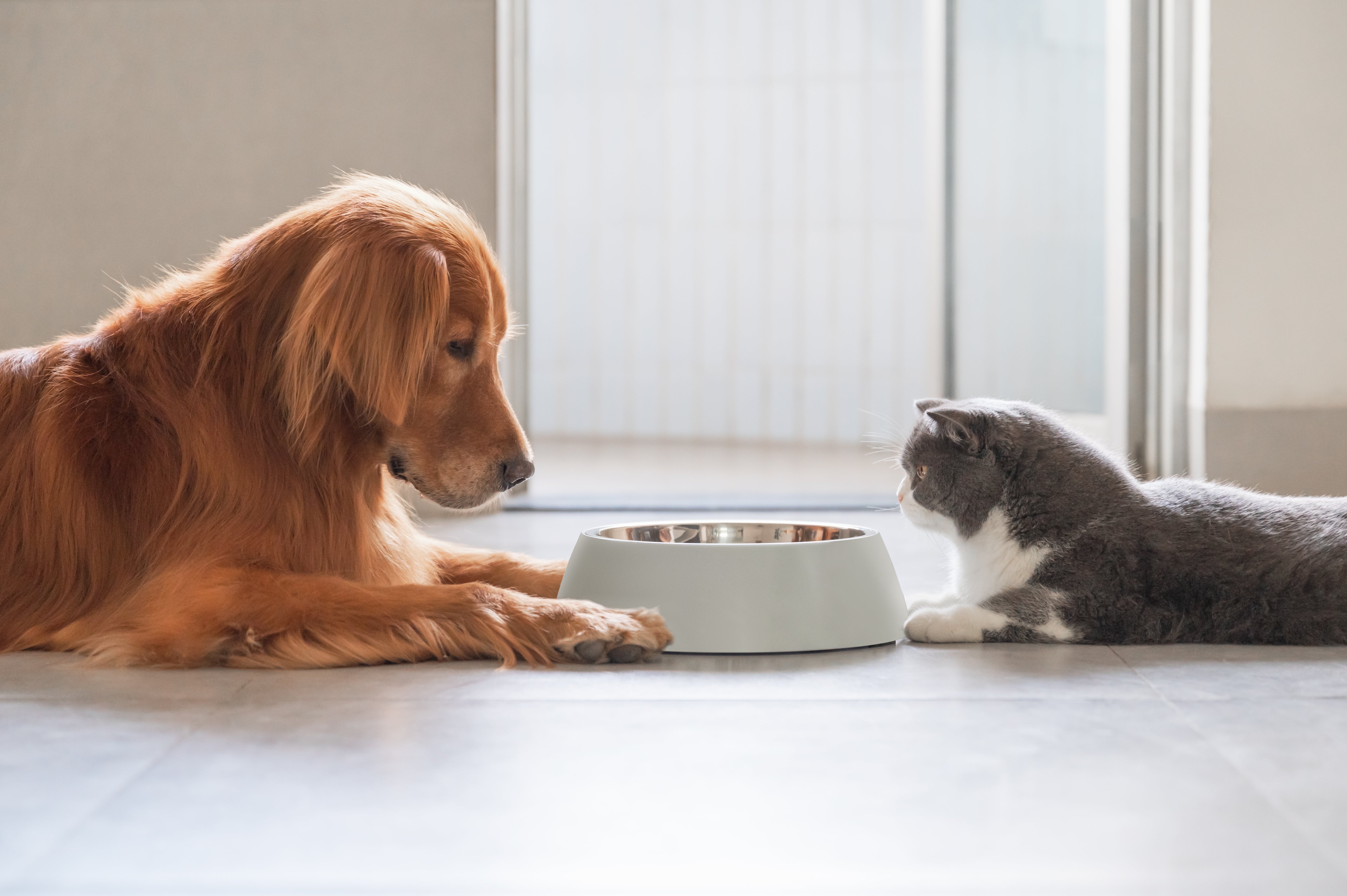 Want Dog Food That Tastes Like Cat Food? Read This First!