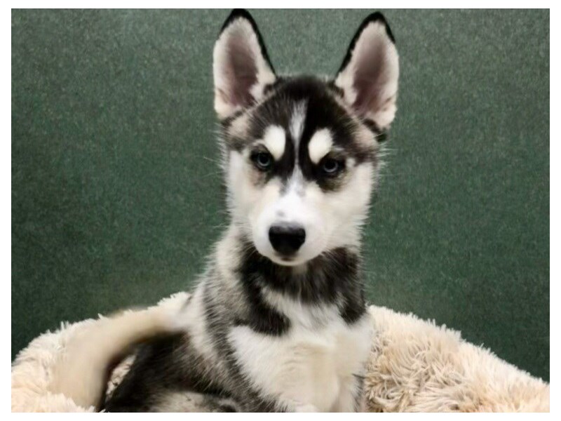 Top Quality Siberian Husky Puppies in San Antonio - Ready Now!