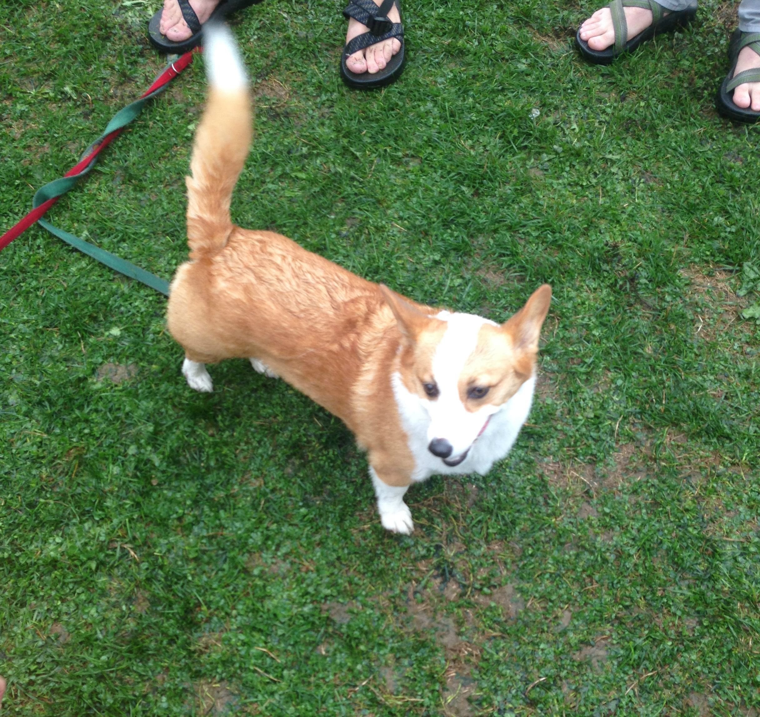 Pembroke Corgi Tail Docking: Is It Still Necessary for This Breed? Heres What Vets Say