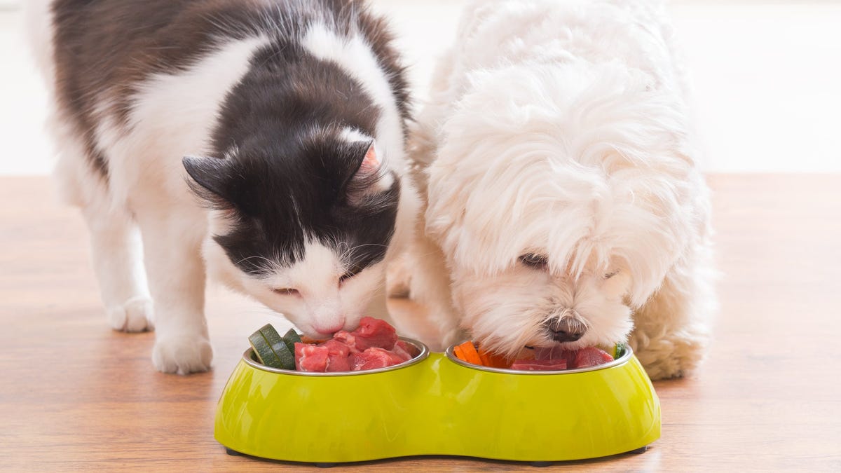 My Dog Loves Cat Food?Find Dog Food That Tastes Like It!