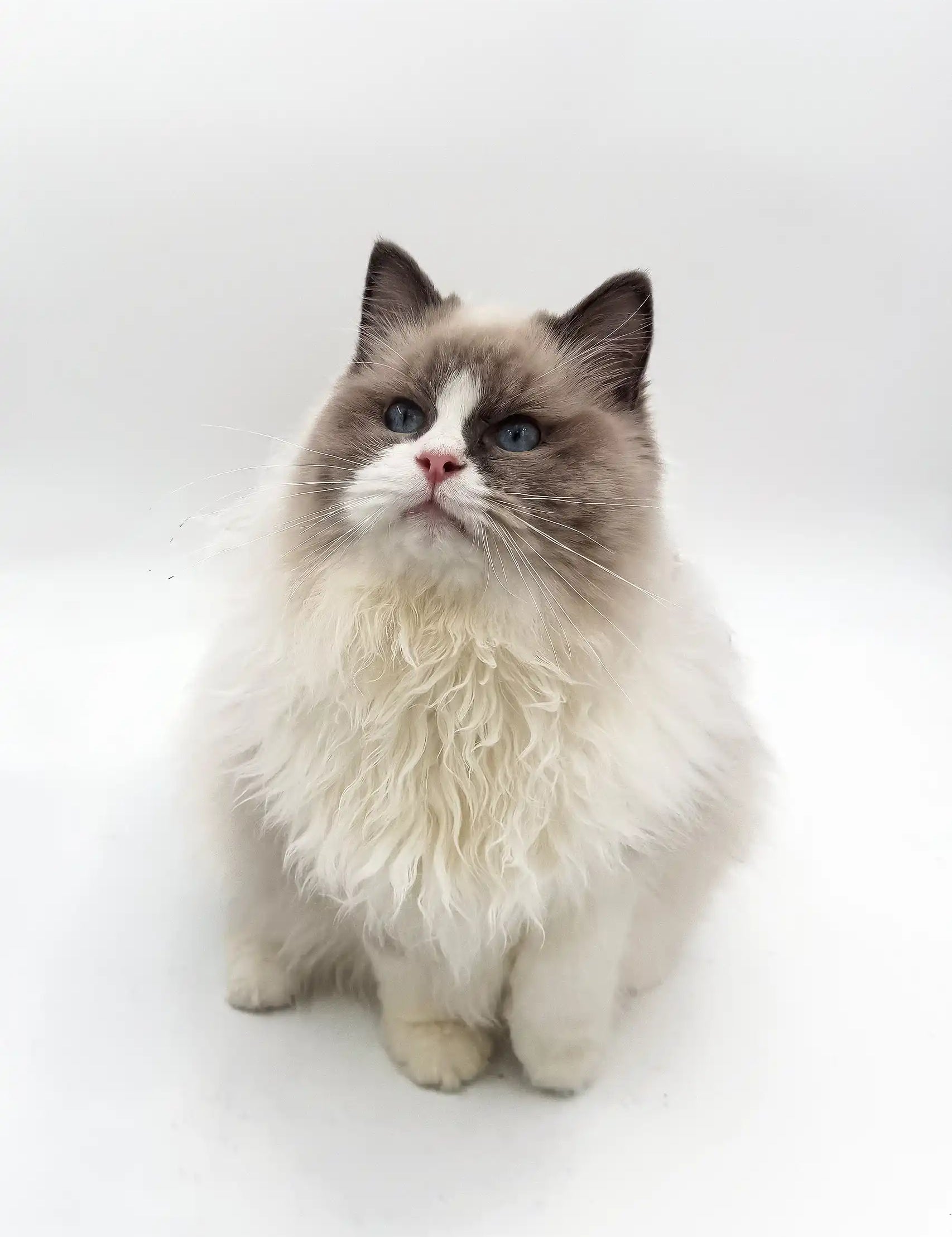 Looking for Ragdoll Cats CT? Get Tips to Find Your Perfect Pet.