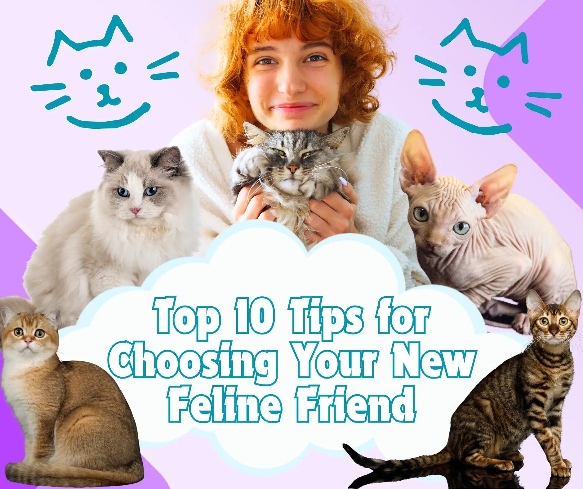 Siamese Cat Sale: Find Your Perfect Feline Friend Today! (Tips for Choosing)