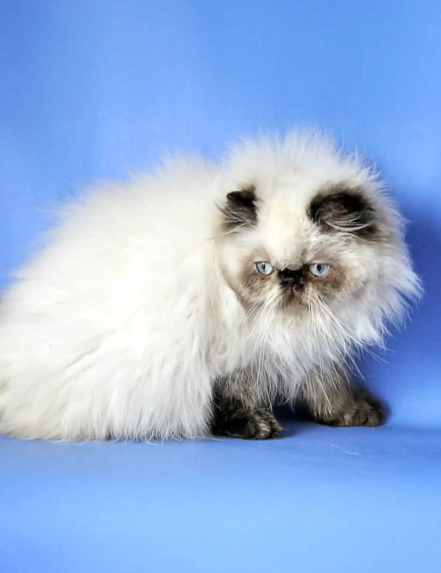 Get Your Dream Kitty: Beautiful Persian Cat for Sale 3000 Now!
