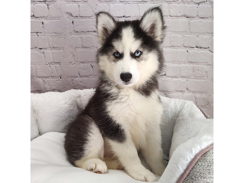 Siberian Husky Puppies: Find Reputable Breeders in Ohio (Safe & Healthy)
