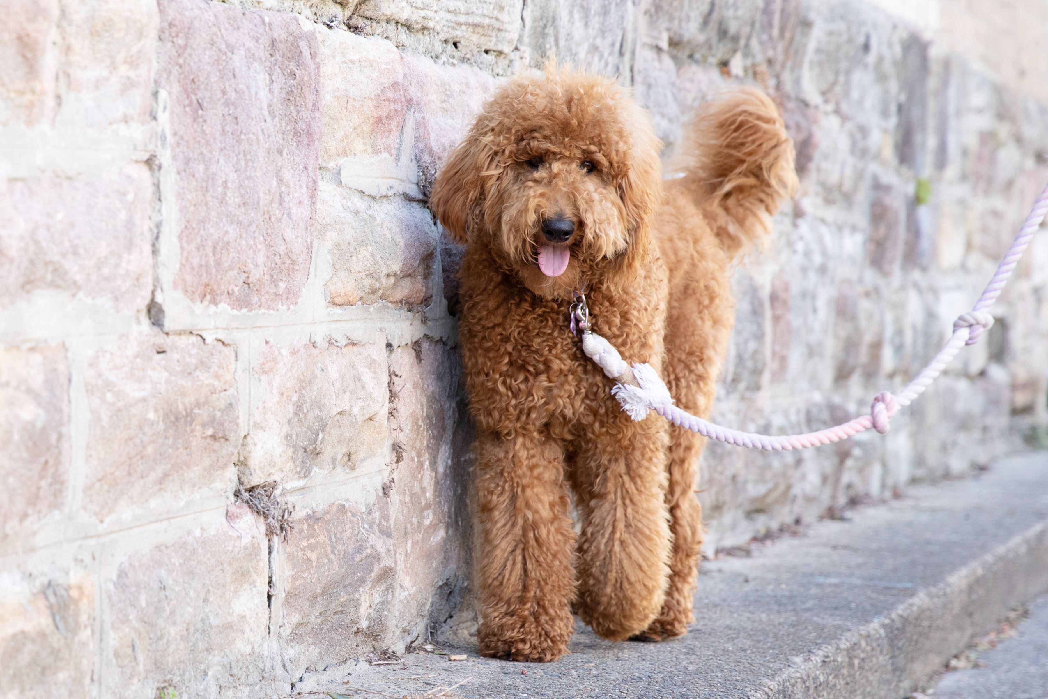 Poodle Golden Retriever Mix Puppy: Price, Size & Temperament