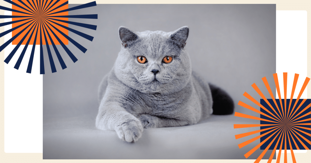 British Shorthair Cattery - your complete guide to finding the perfect furry friend.