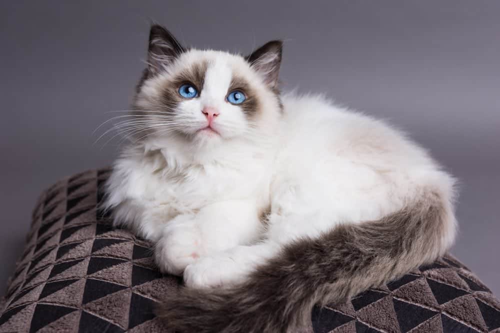 Ragdoll Cat with Blue Eyes: Everything You Need to Know!