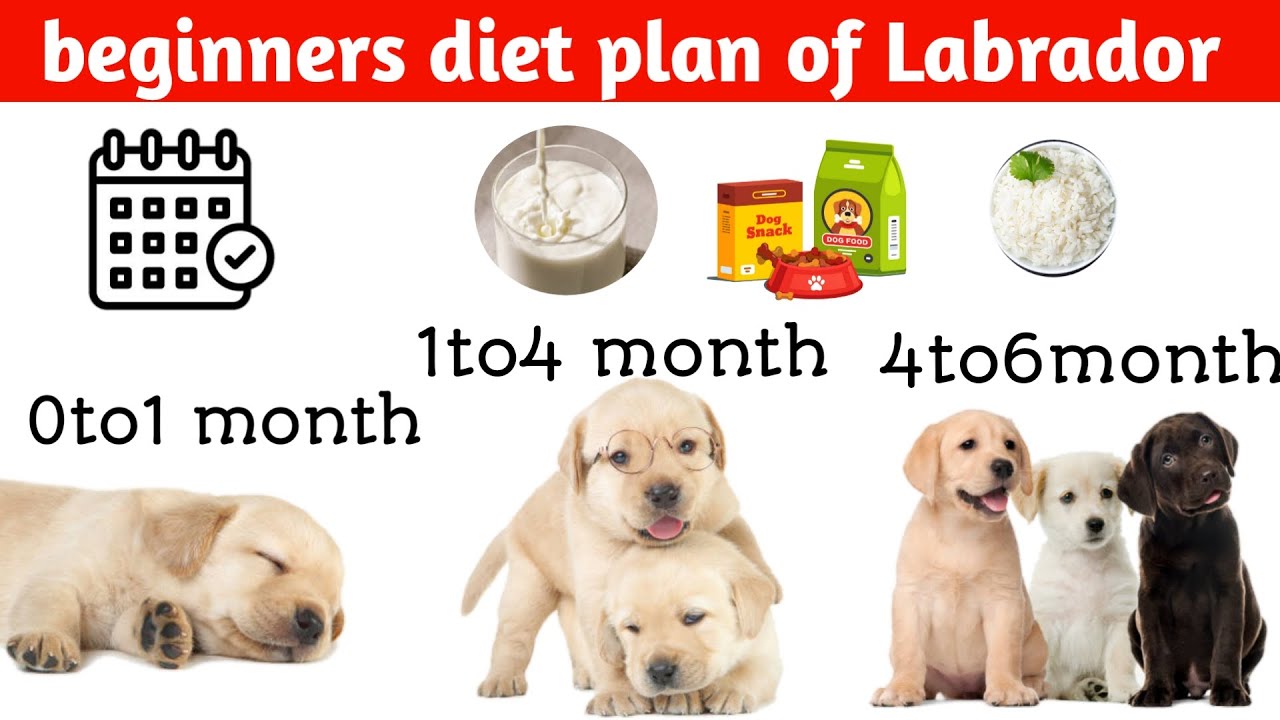 Labrador Retriever 6 Months Old: Feeding Guide & Diet Tips