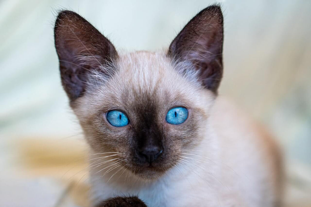 Are All Siamese Cats Cross Eyed? Discover the Truth About This Unique Trait!