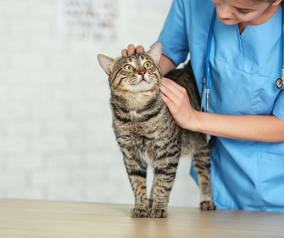 What is Holistic Pet Care? Learn all benefits for your lovely pets.