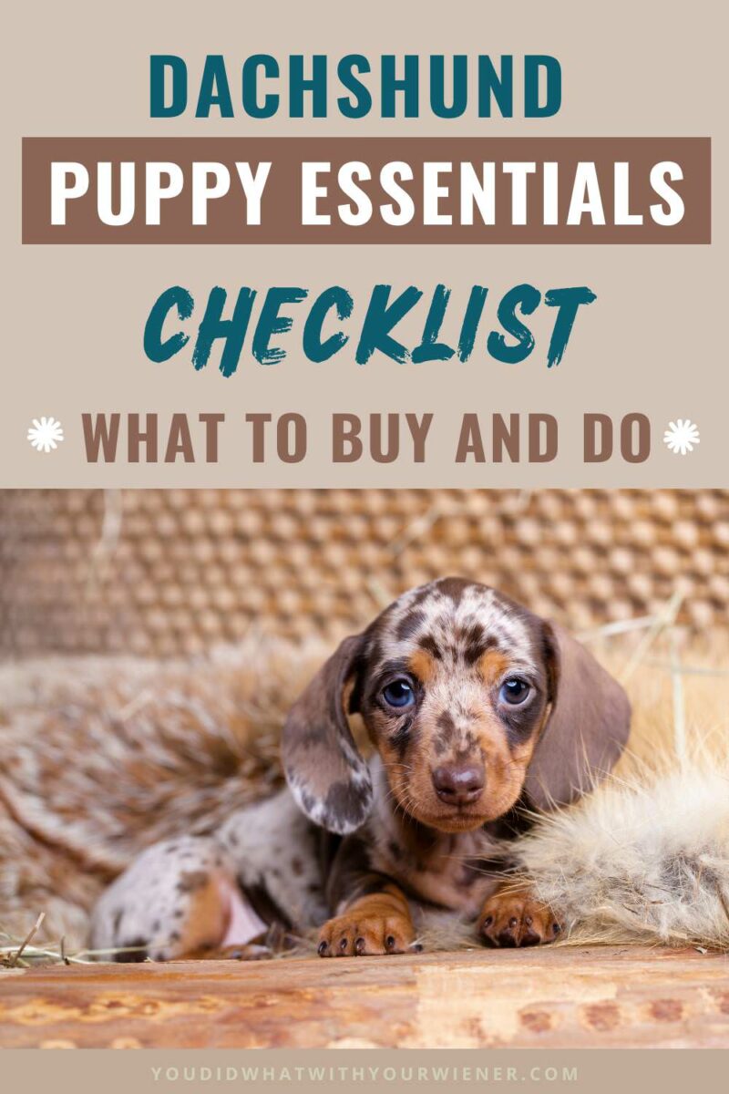 Dachshund Pet Supplies: Everything You Need in One Place!