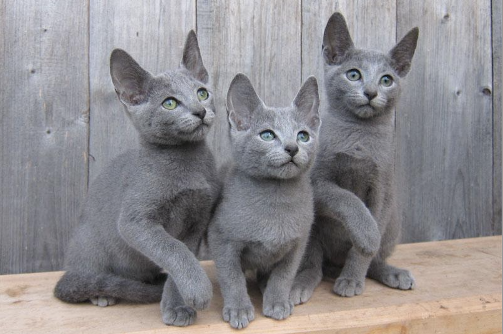 All Grey Cats are Russian Blues? The Truth About Cat Breeds and Colors!