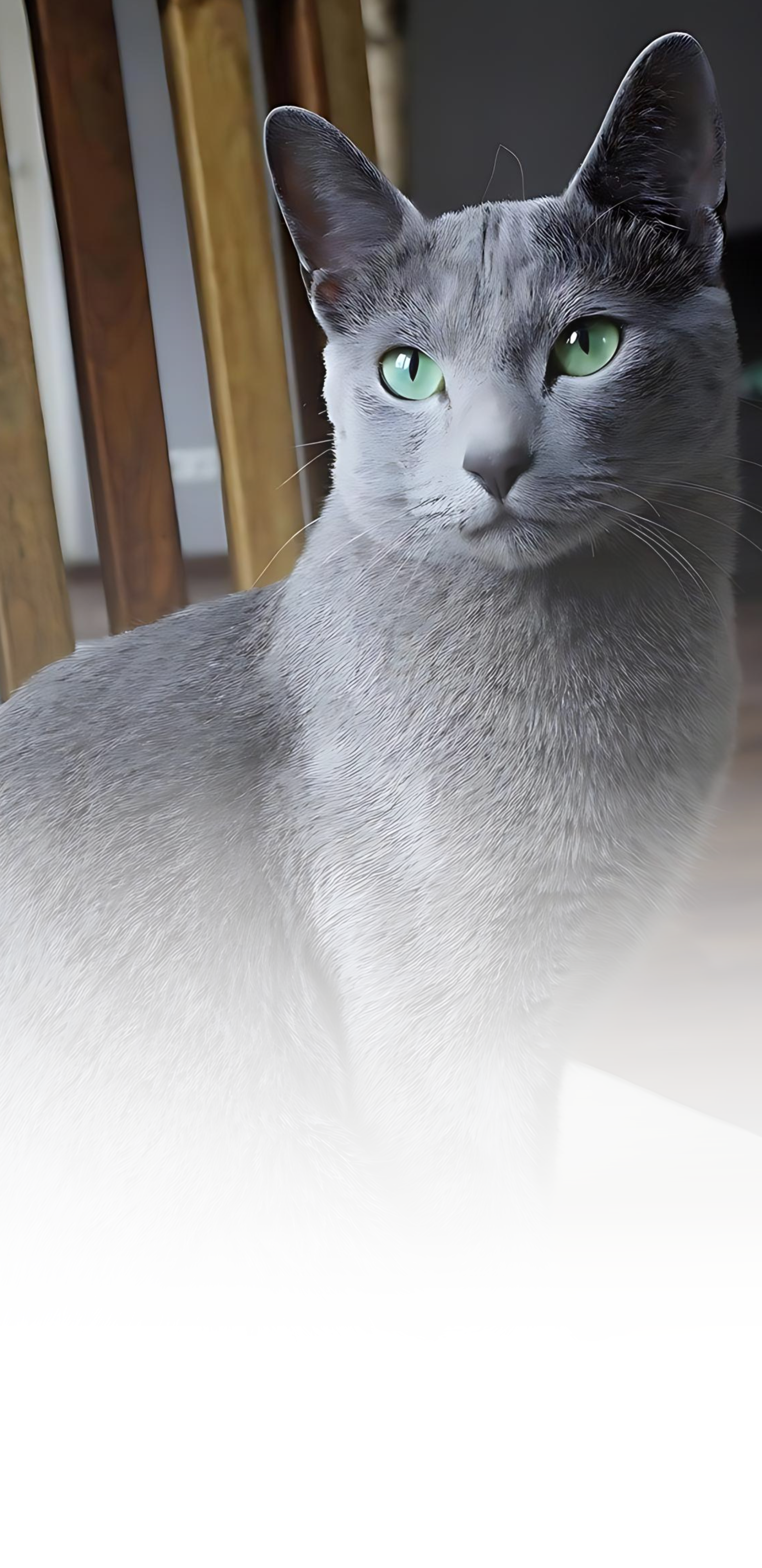 Russian Blue Kittens for Sale NYC: Trusted Breeders Directory