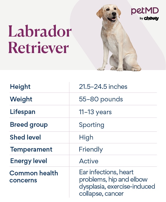 Labrador Retriever Tail Types: Common problems & Care Tips