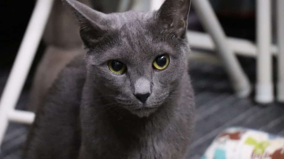 Russian Blue Cat in New York City: Adoption and Care Tips!