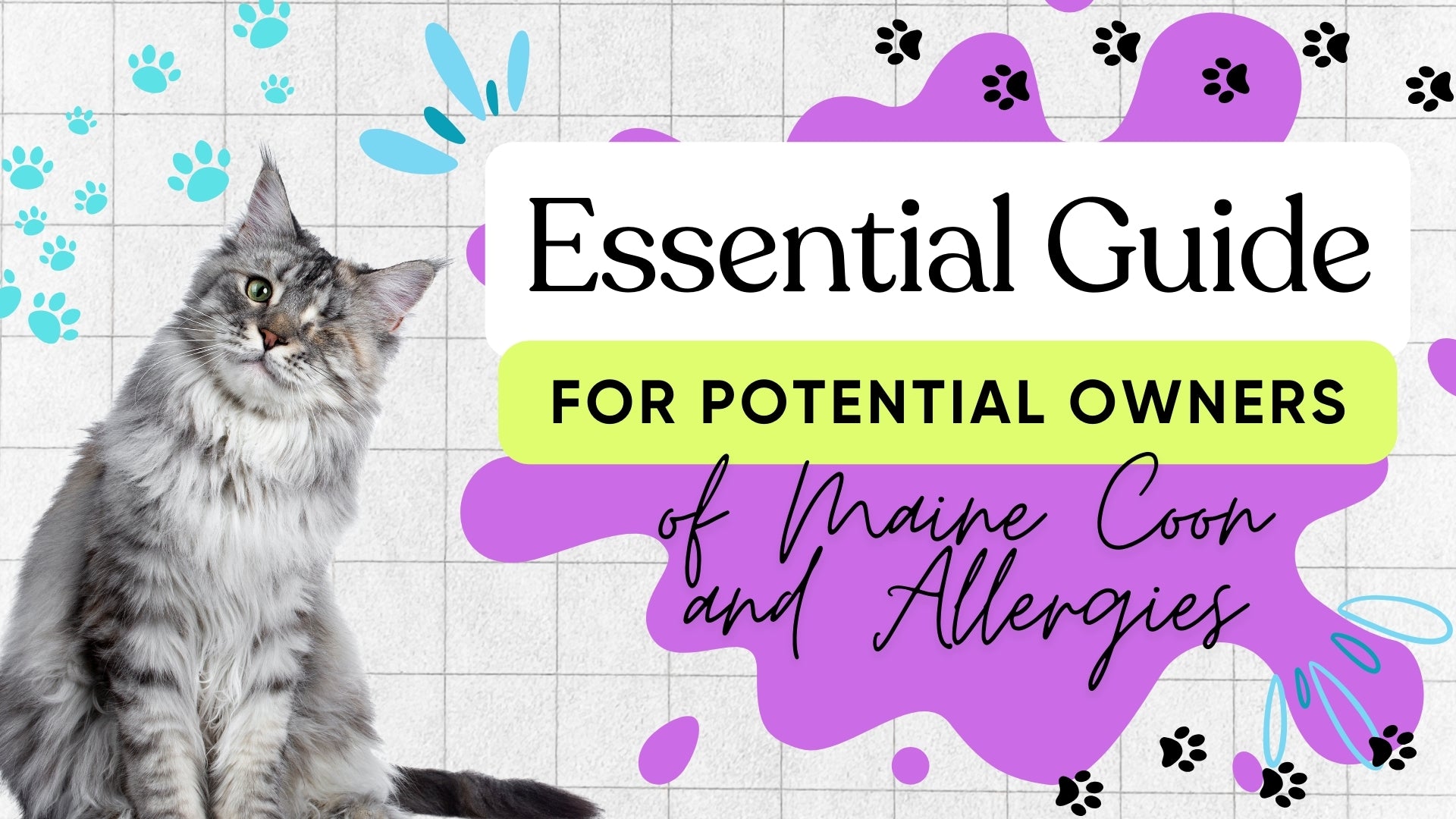 Maine Coon Cats and Allergies: A Guide for Sufferers. Practical Advice to help