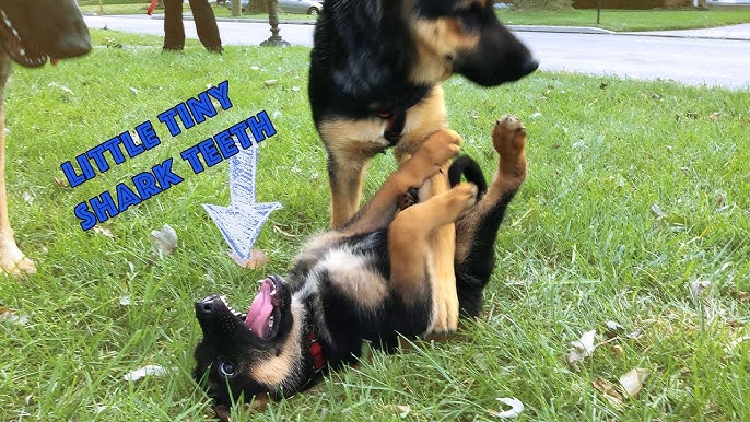 How to Stop German Shepherd Puppy from Biting: Simple Tips!