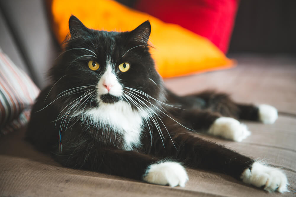 Black and White Ragdoll Cat: Breed Info and Owners Guide