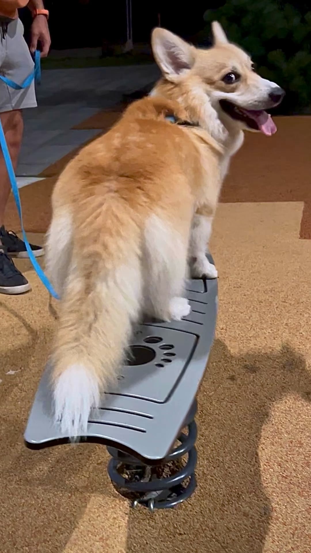 Pembroke Corgi Tail Docking: Is It Still Necessary for This Breed? Heres What Vets Say