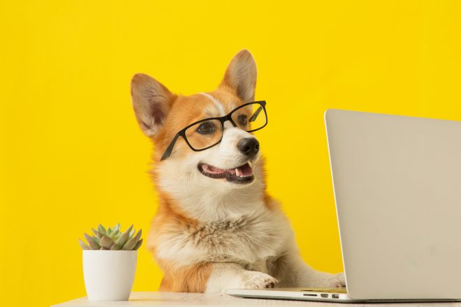 Looking for Trustworthy Pet Care? Try Alo Services!