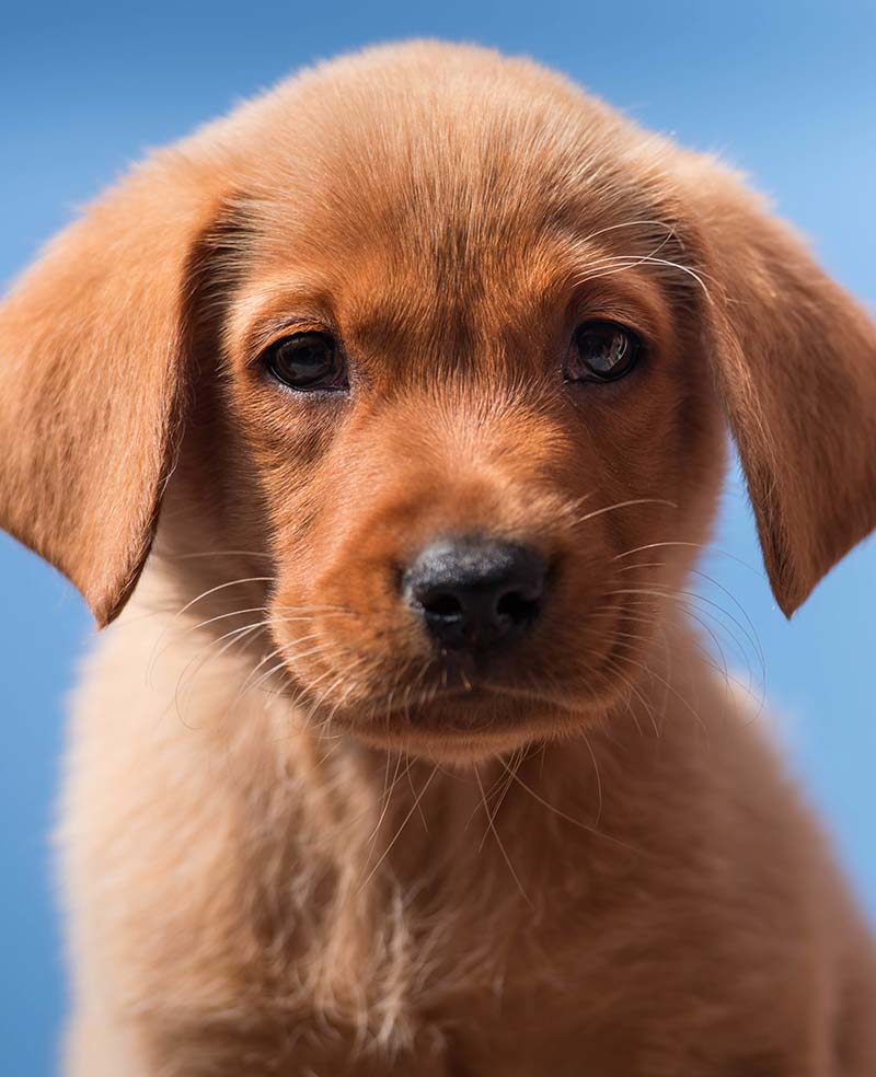 Red Labrador Retriever Puppies: Cutest Pups & Where to Find Them!