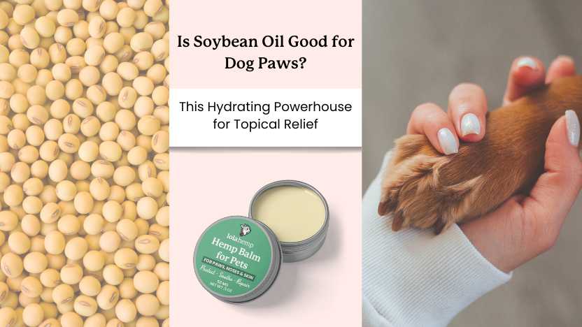 Is Soybean Oil Safe for Dogs? Find Out What Experts Recommend!