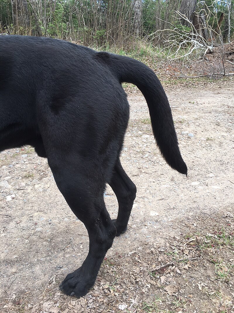 Labrador Retriever Tail Problems? (Signs of Injury or Issues)