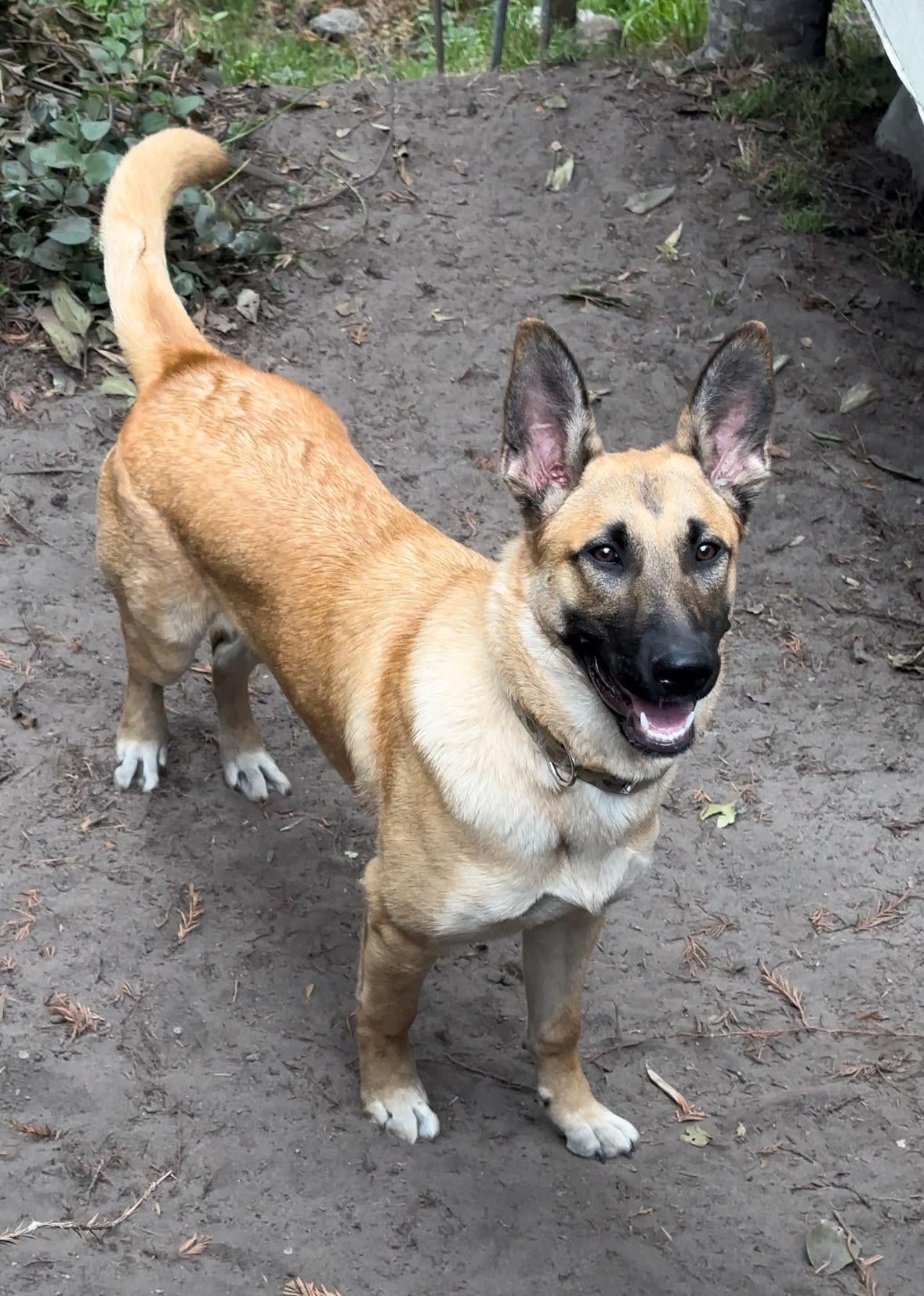 Thinking of a Belgian Shepherd Malinois Labrador Retriever Mix? Read This First!