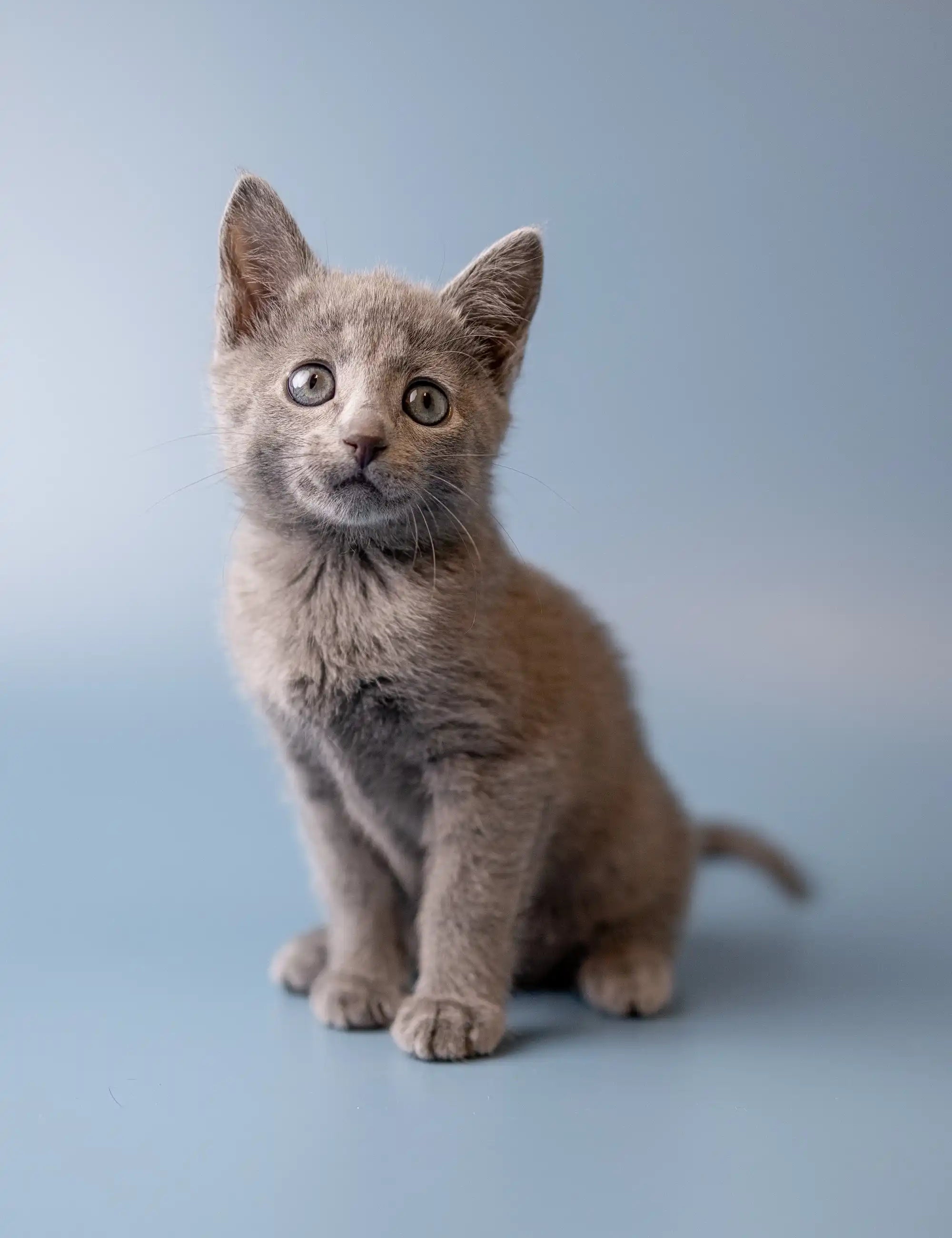 Russian Blue Kittens for Sale NYC: Trusted Breeders Directory