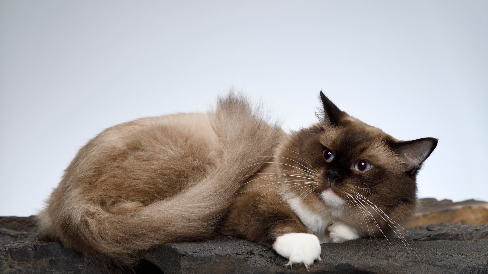 Brown Ragdoll Cat: Are They the Perfect Pet for You?(Top reasons)