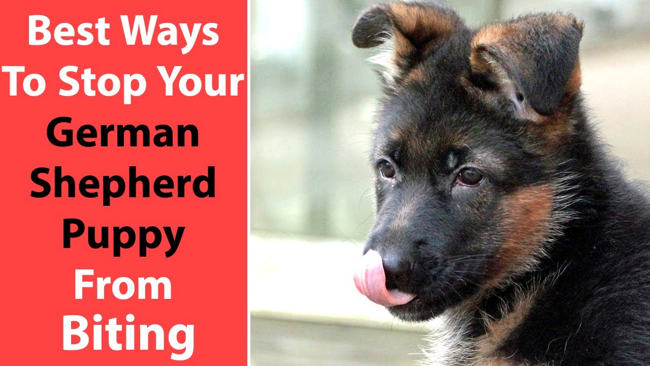 German Shepherd Puppy Biting? How to Stop It Fast!