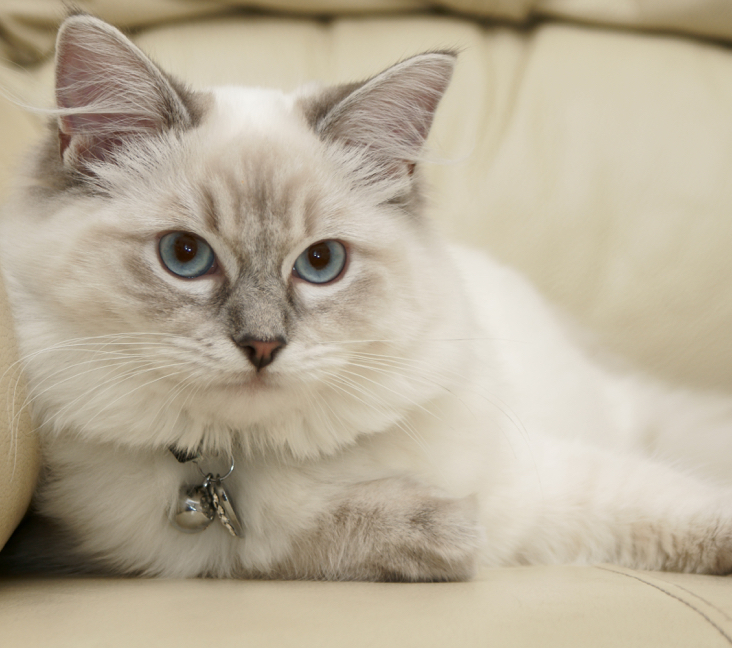 Ragdoll Cats for Sale in Cincinnati: Find Your Purrfect Kitten Today!
