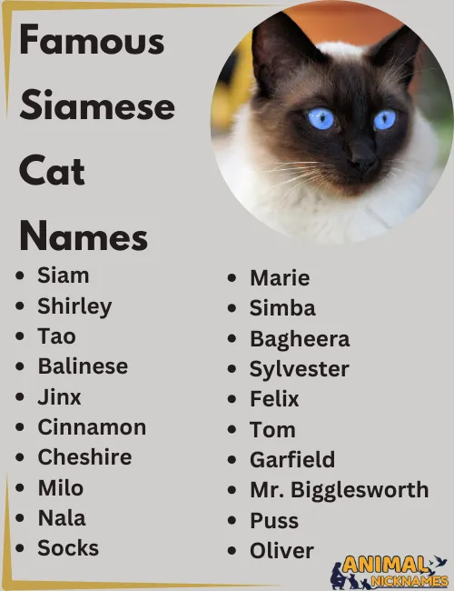 Best Siamese Cat Names for Your Beautiful New Kitty!