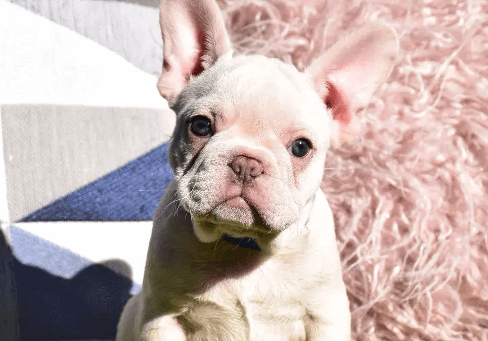 Australian Mini Bulldog Price: How Much Cost for this Dog?