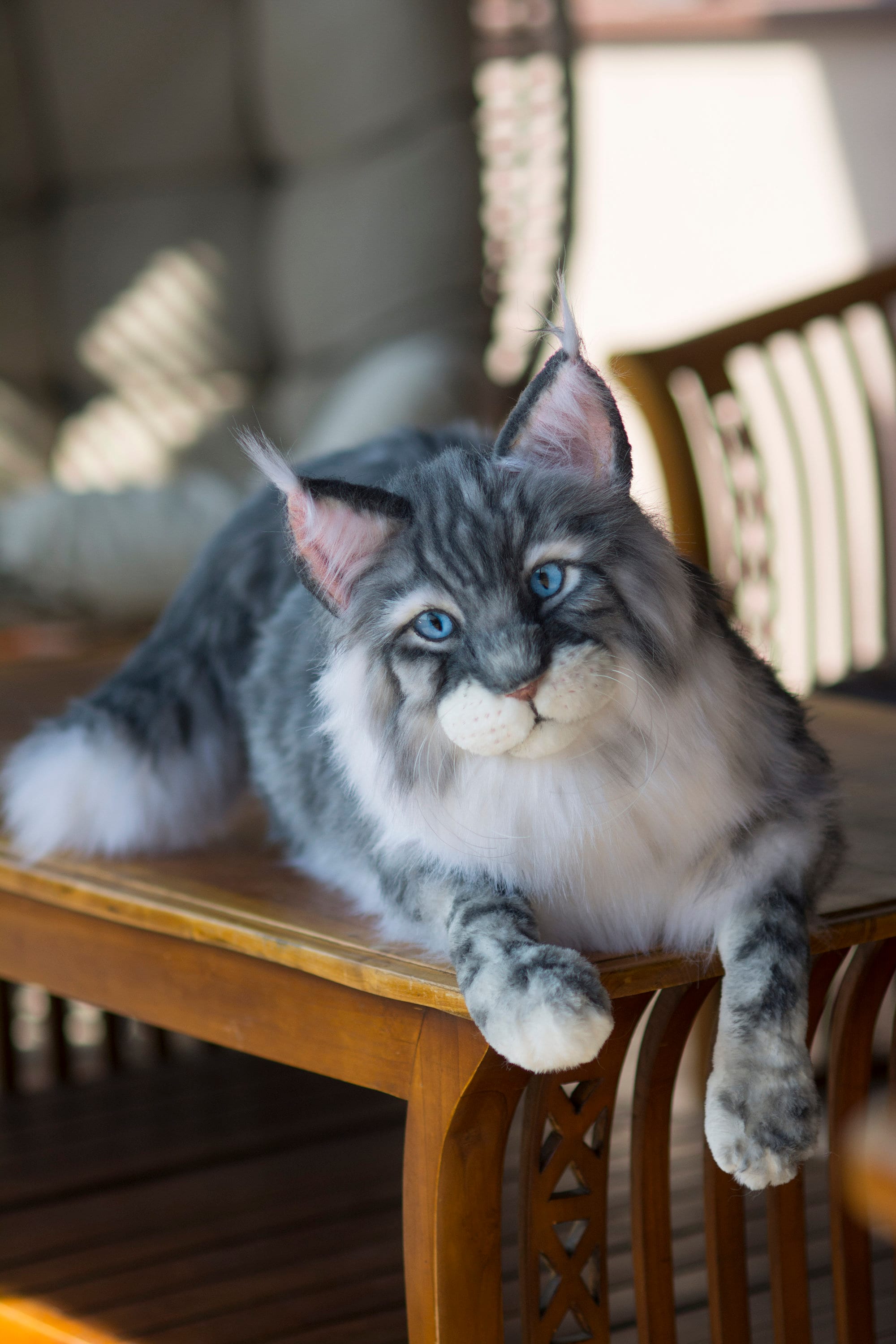 Where to Buy a Stuffed Maine Coon Cat? Top Picks Online!