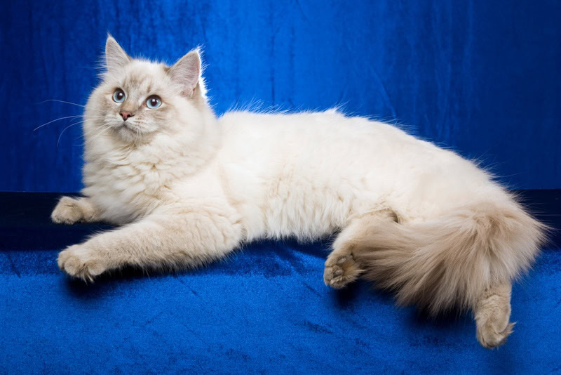 Blue Lynx Point Ragdoll Cat:Breed Info,Care Tips, Everything You Need to Know.