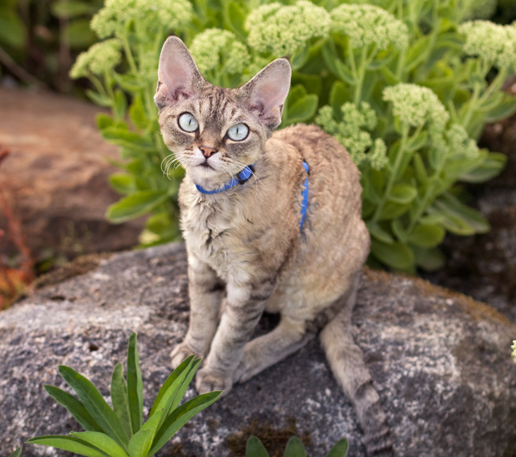 Devon Rex Cats Near Me: Discover Local Breeders and Rescues Now!
