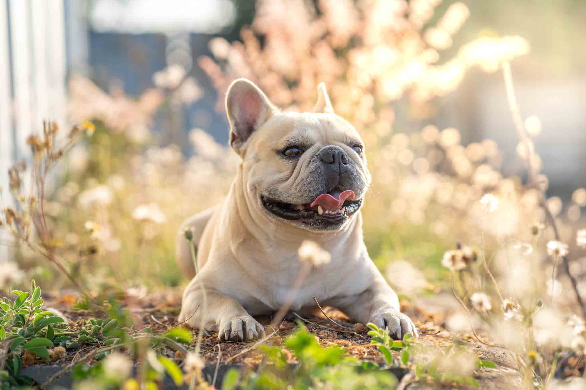 Best French Bulldog Training Near Me: Classes & Private Lessons.
