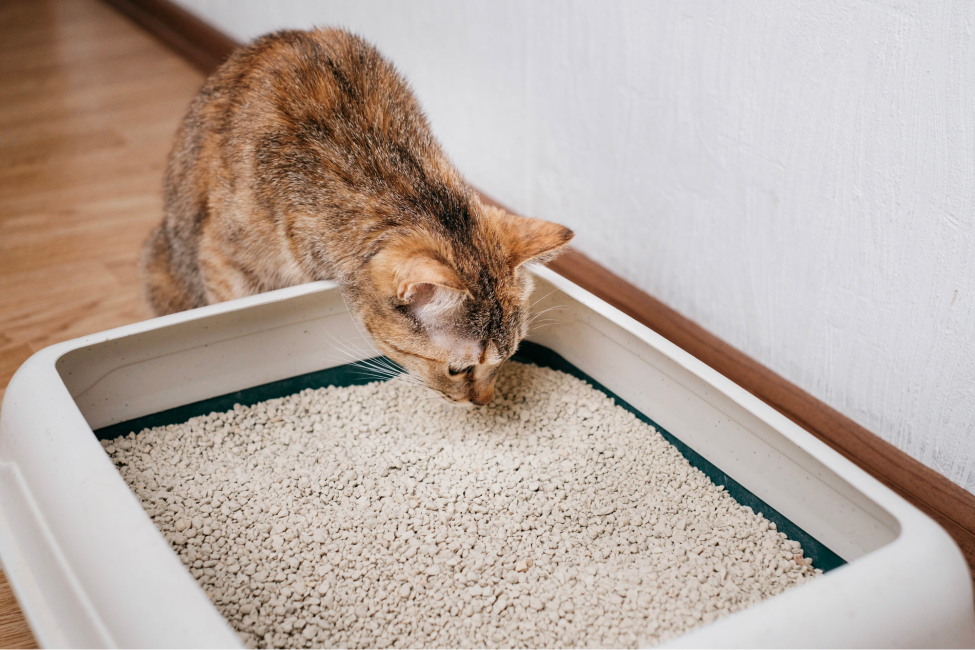 Asthmatic Cats? Find Relief with the Best Cat Litter Options!