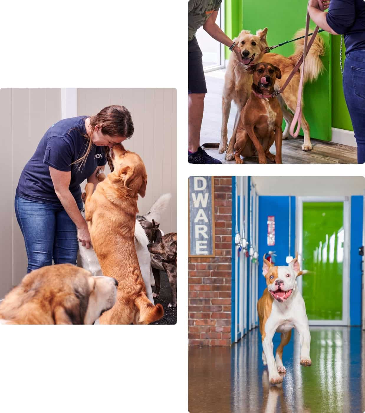 Newport News Pet Boarding: Doggie Daycare & Overnight Stays! (Everything Your Pet Needs is here)
