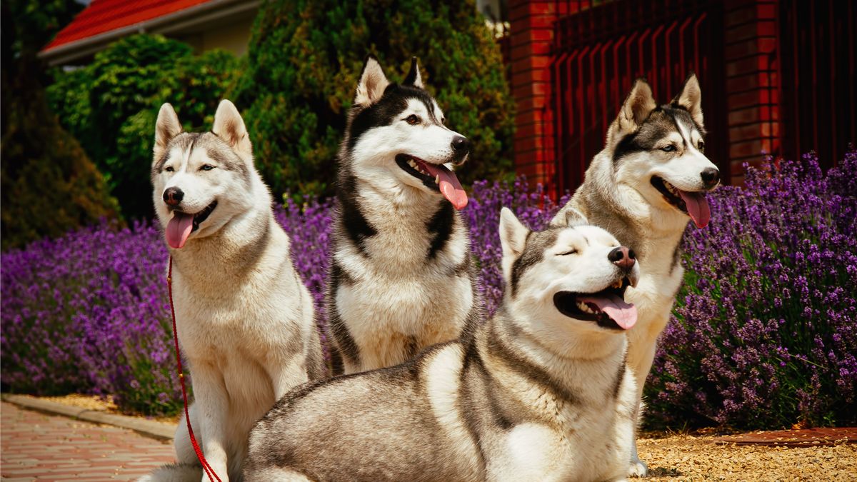 Top Quality Siberian Husky Puppies in San Antonio - Ready Now!
