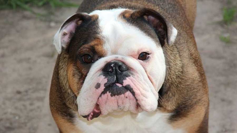 Australian Mini Bulldog Price: How Much Cost for this Dog?